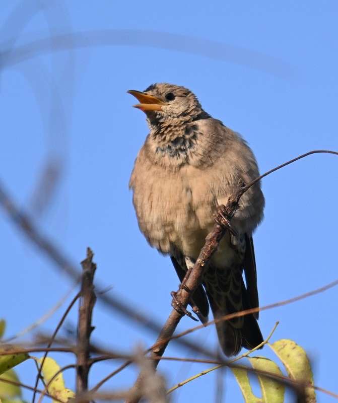 Rosy Starling - ML644991257