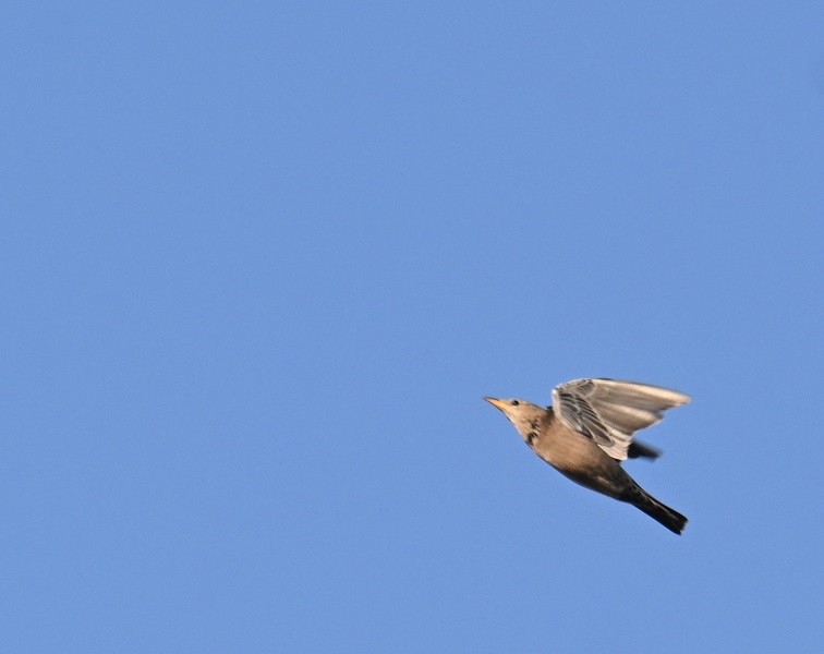 Rosy Starling - ML644991258