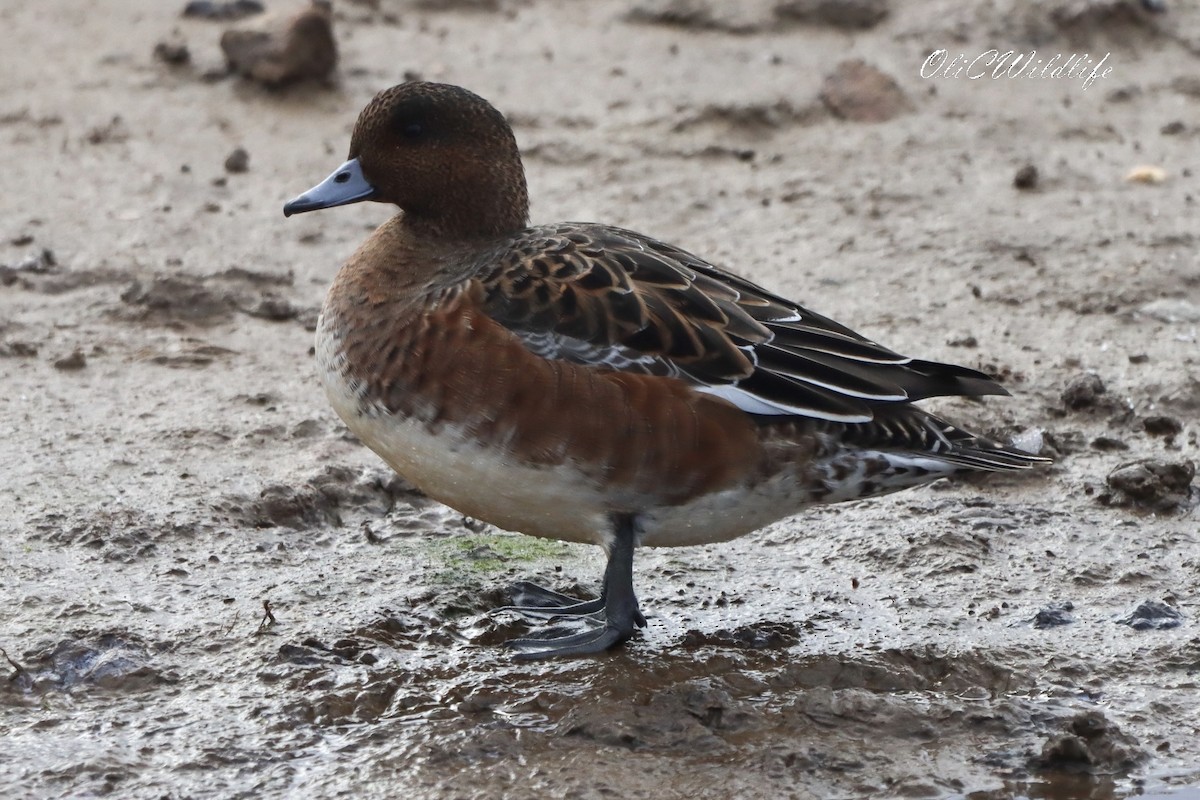 Eurasian Wigeon - ML644991274