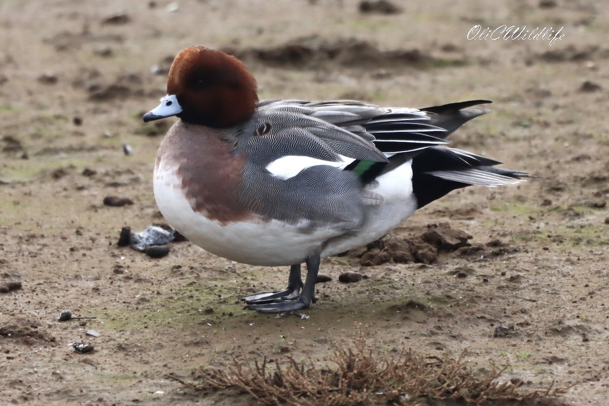 Eurasian Wigeon - ML644991275