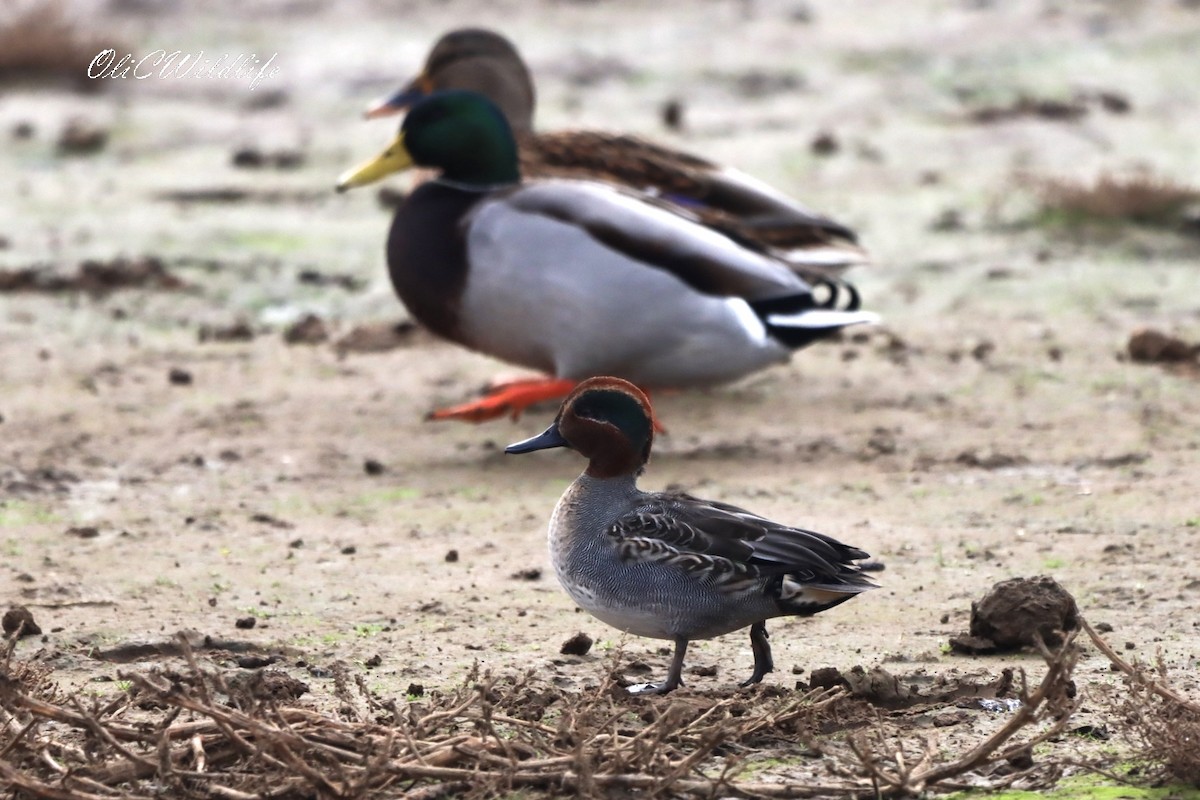 Green-winged Teal (Eurasian) - ML644991282