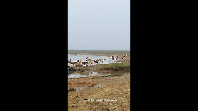 Sarı Yüzlü Marabu - ML644991294