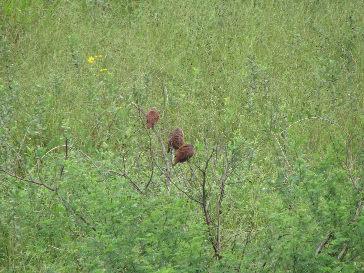 Ruddy Ground Dove - ML644991305