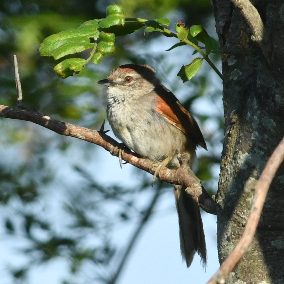 Pale-breasted Spinetail - ML644991328