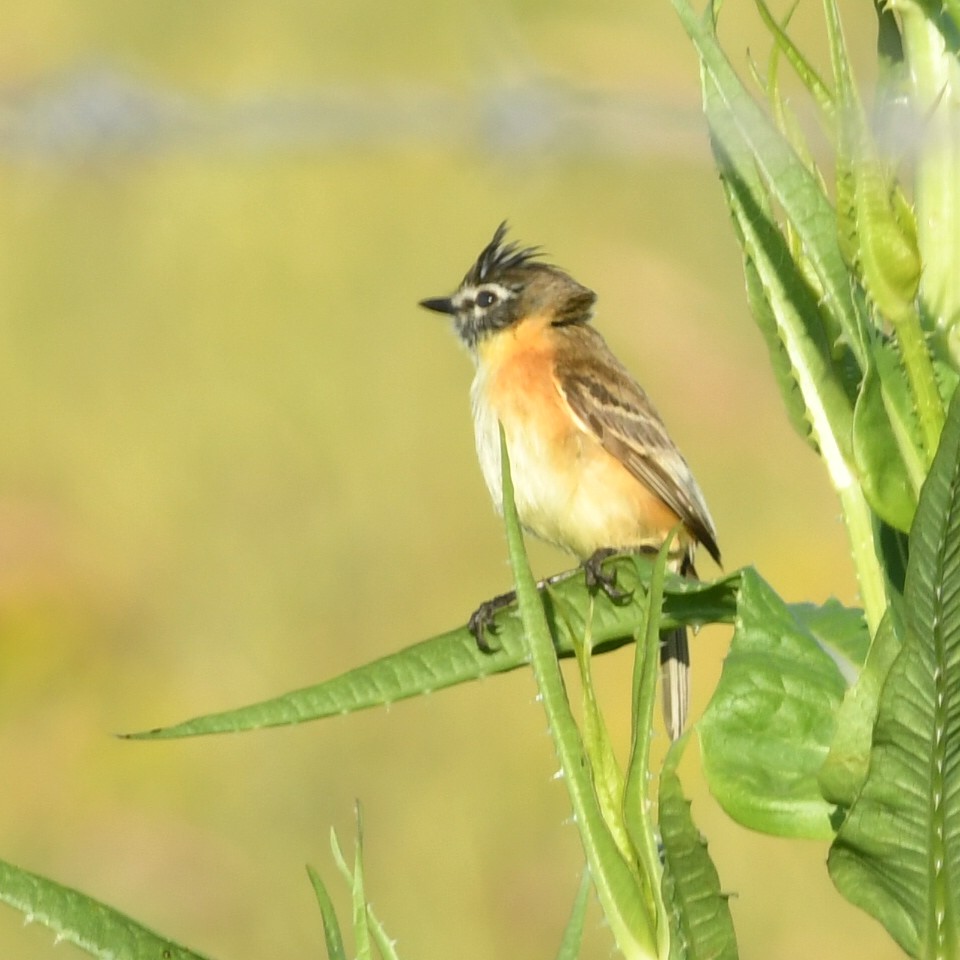 Bearded Tachuri - ML644991334