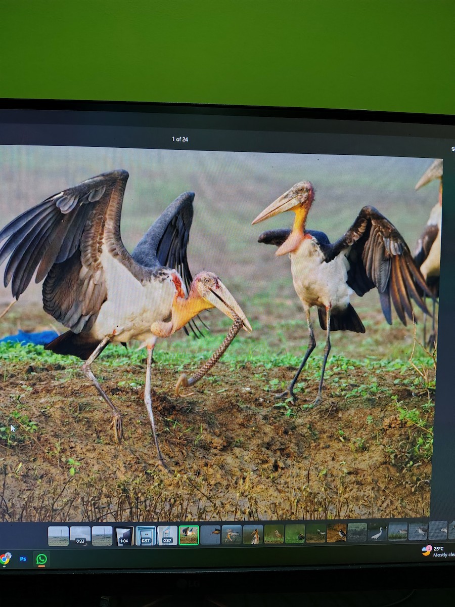 Greater Adjutant - ML644991339