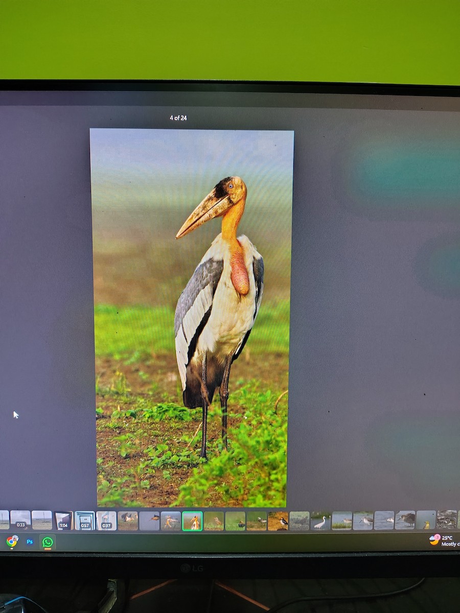 Greater Adjutant - ML644991340