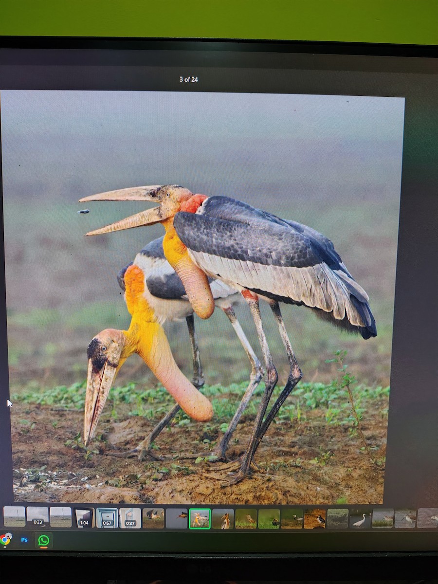 Greater Adjutant - ML644991341