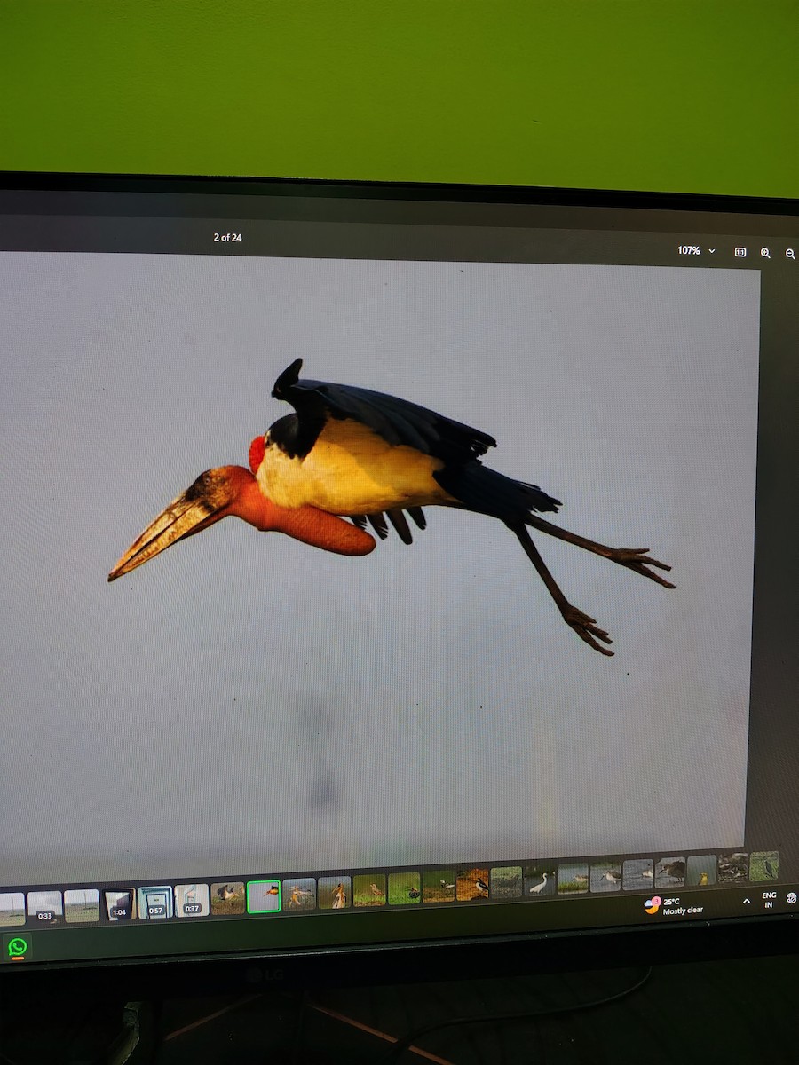 Greater Adjutant - ML644991342