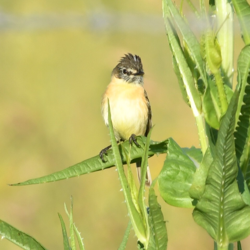 Bearded Tachuri - ML644991346