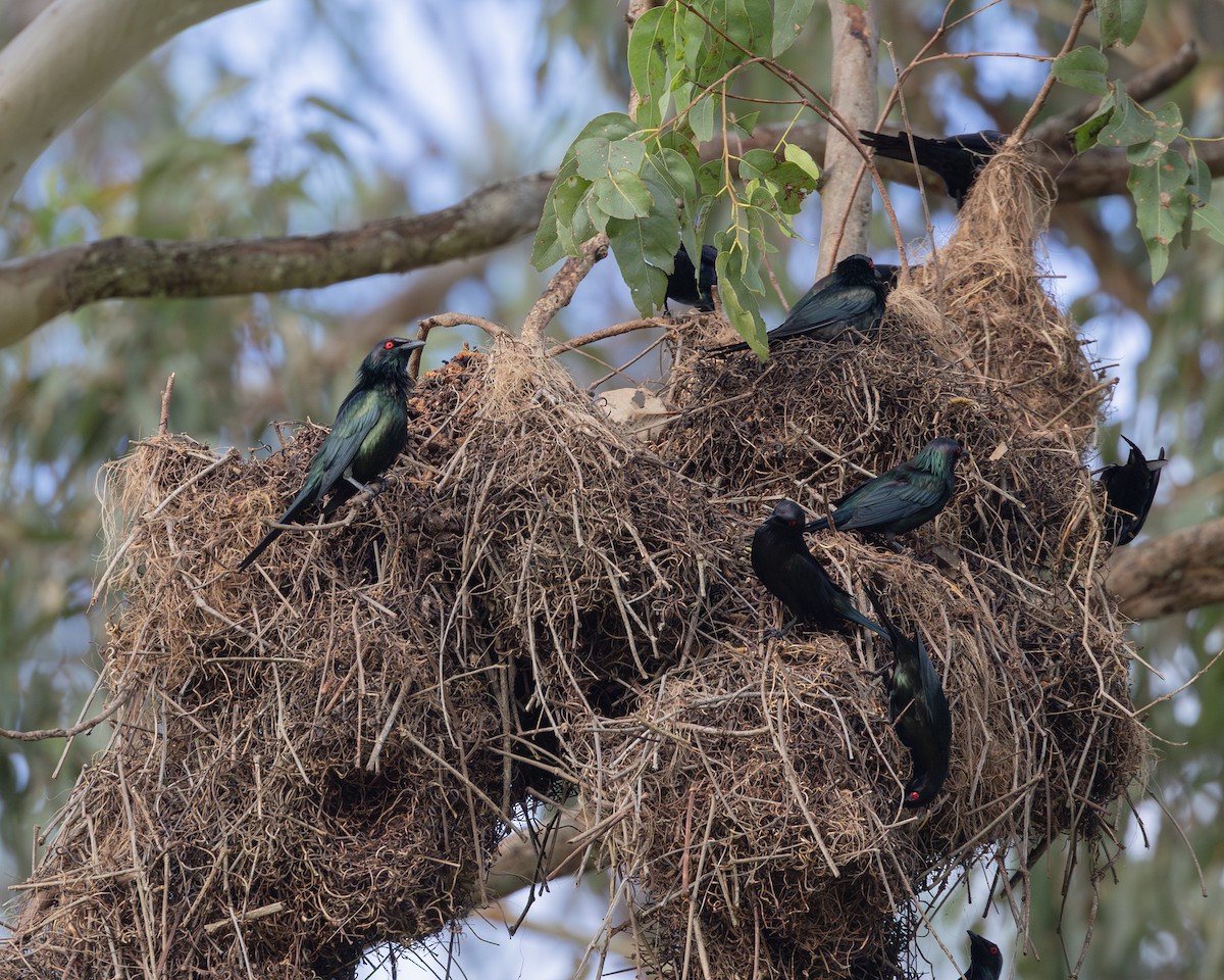 Metallic Starling - ML644991347