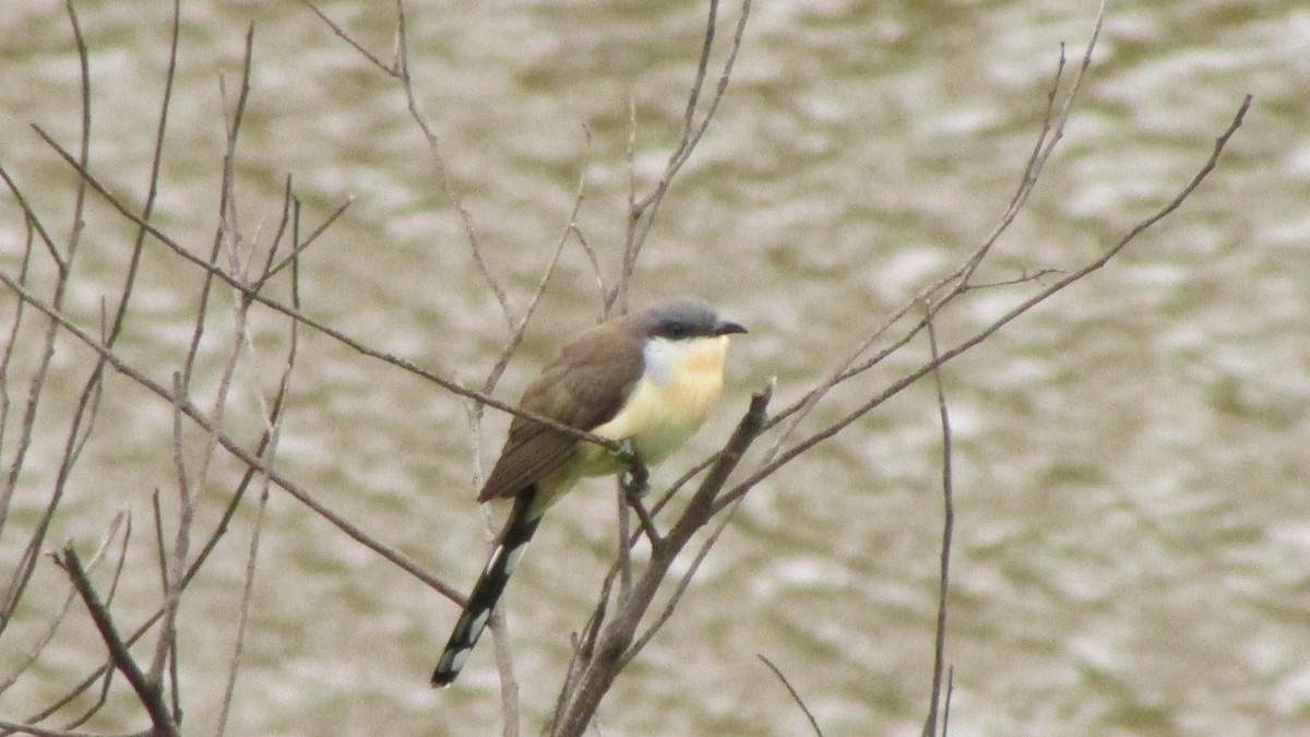 Кукліло бурий - ML644991351