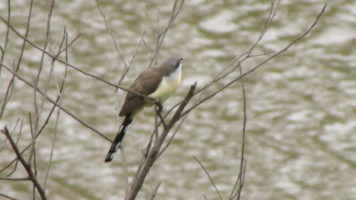 Кукліло бурий - ML644991352