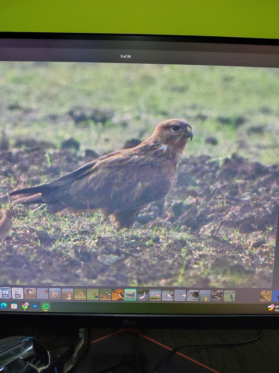 Kızıl Şahin - ML644991355