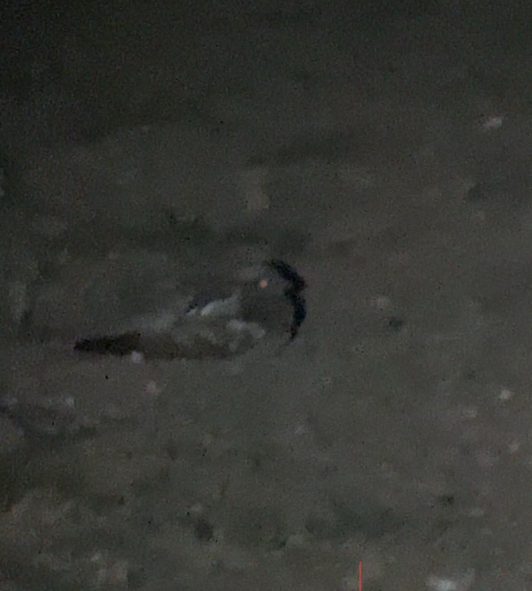 Eurasian Nightjar - ML644991357