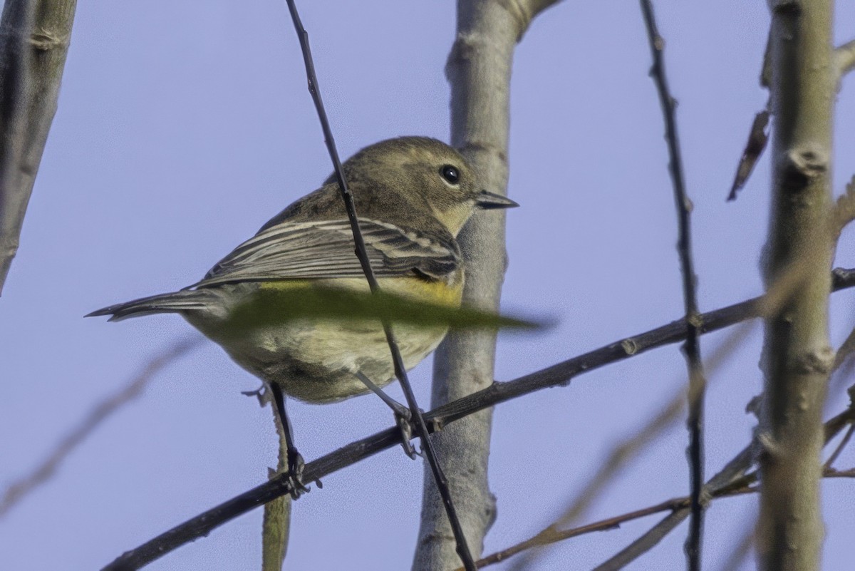 lesňáček žlutoskvrnný - ML644991367