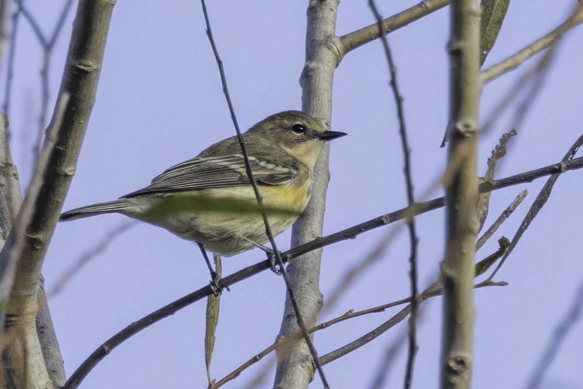 lesňáček žlutoskvrnný - ML644991369