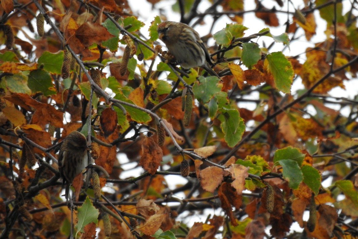 Redpoll (Lesser) - ML644991386