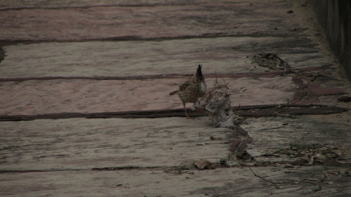 Lark-like Brushrunner - ML644991394