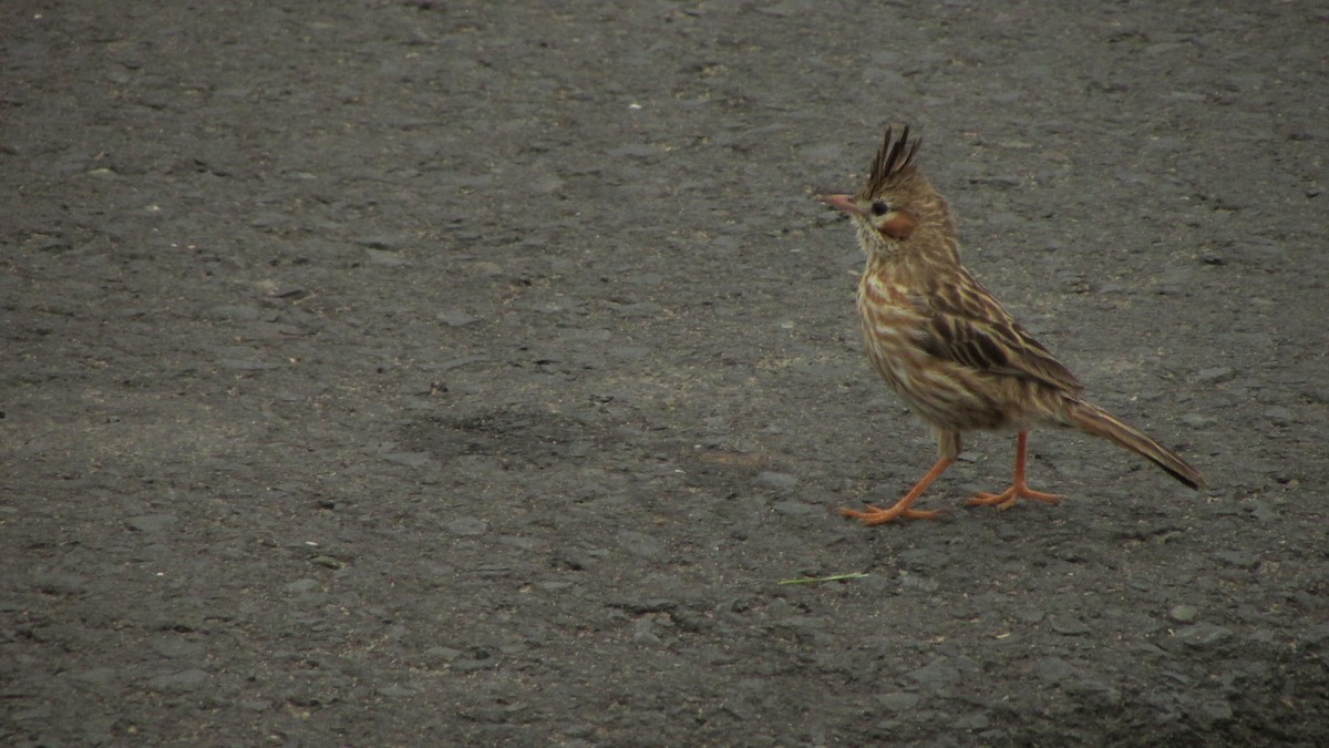 Lark-like Brushrunner - ML644991395