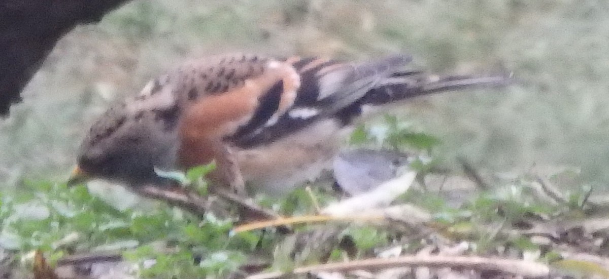 pěnkava jikavec - ML644991398