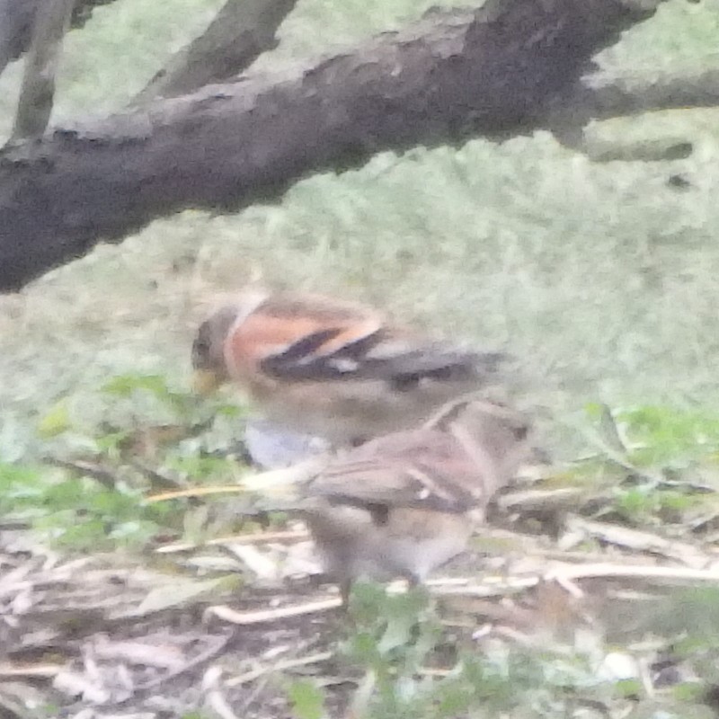 pěnkava jikavec - ML644991402