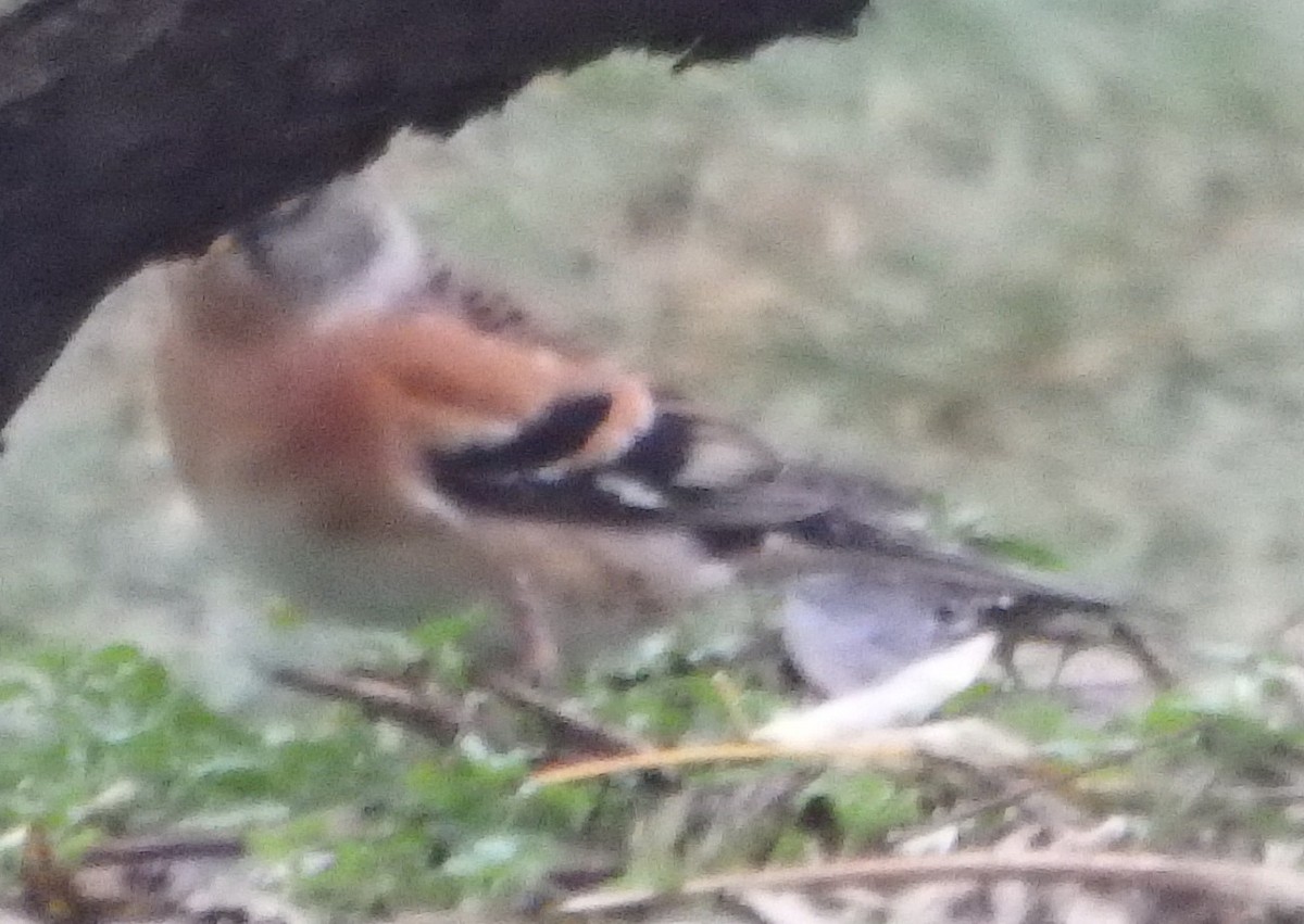 pěnkava jikavec - ML644991403