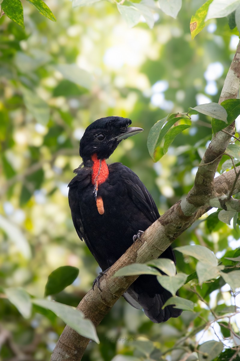 アカノドカサドリ - ML644991432