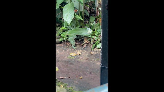 Küçük Sincap Guguğu - ML644991433