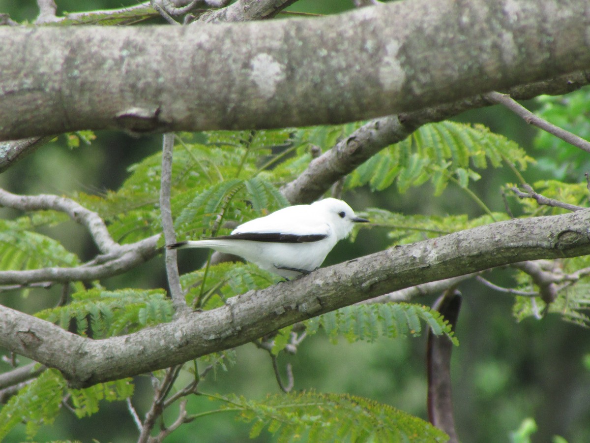 White Monjita - ML644991440