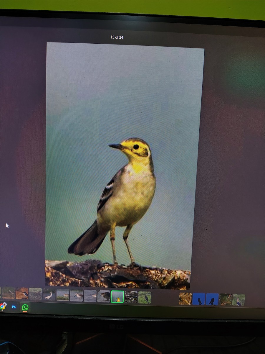 黃頭鶺鴒 - ML644991442