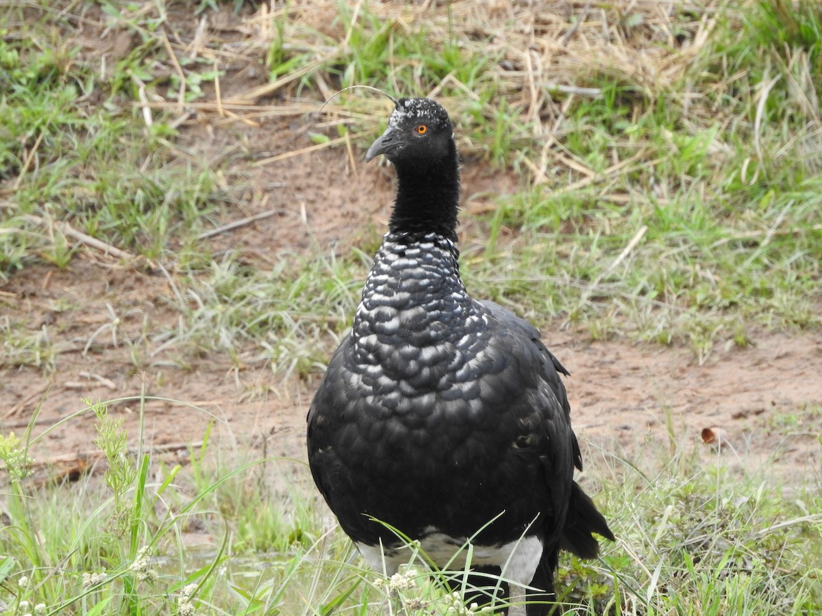 ツノサケビドリ - ML644991444