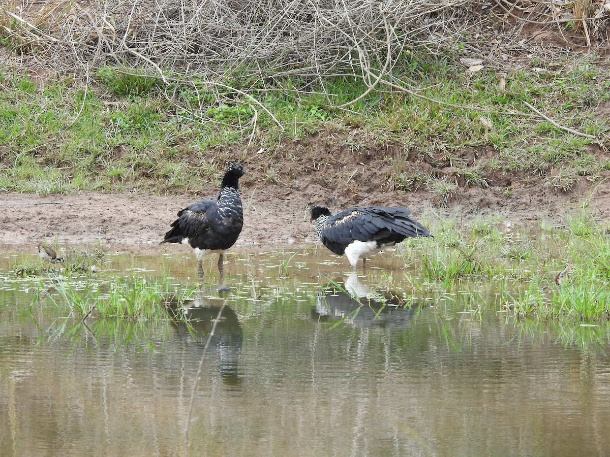 ツノサケビドリ - ML644991445