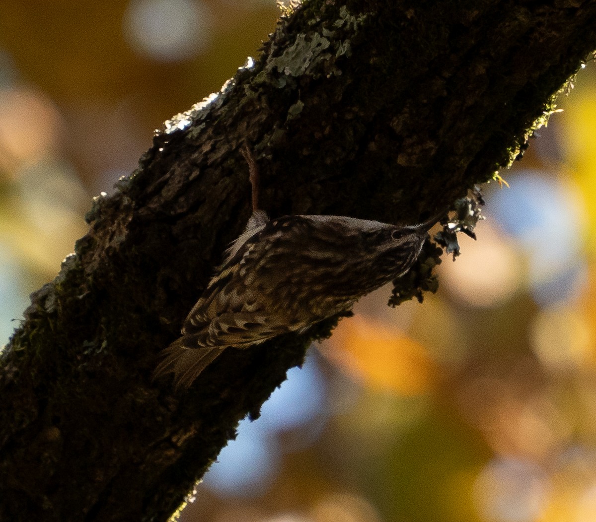 Brown Creeper - ML644991450