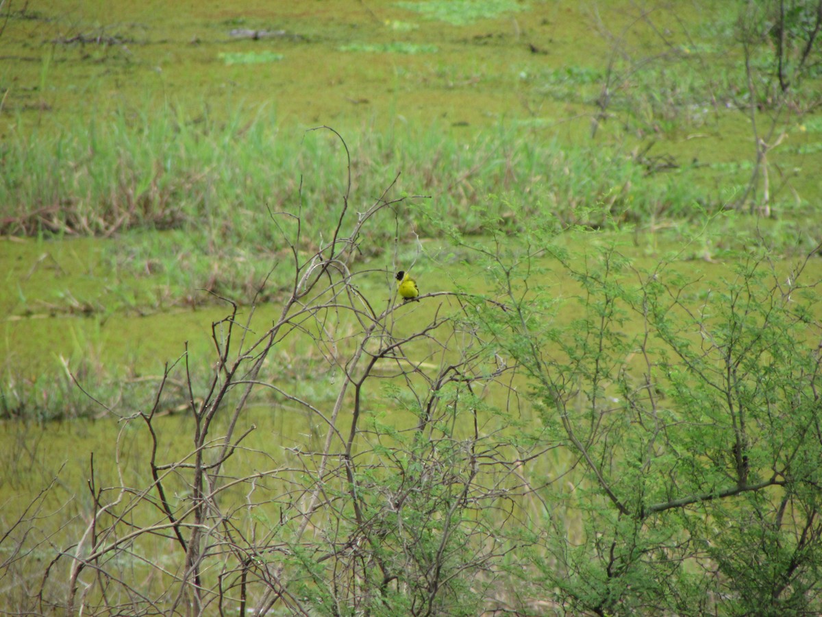 Hooded Siskin - ML644991460