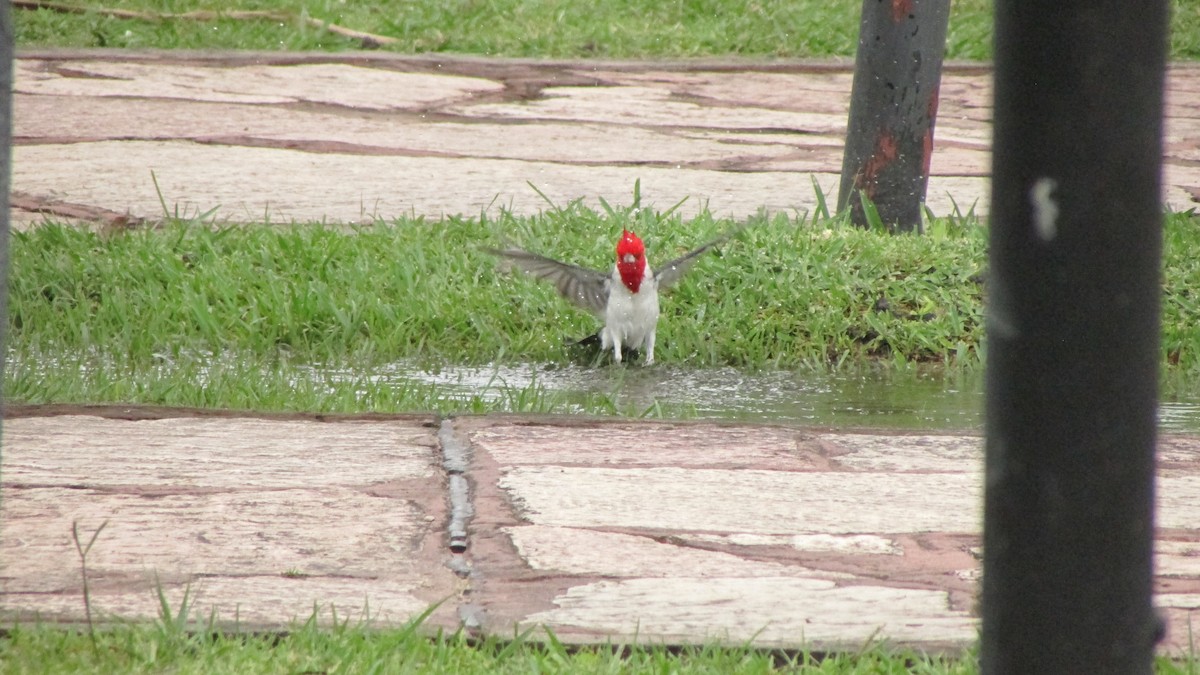 Red-crested Cardinal - ML644991479
