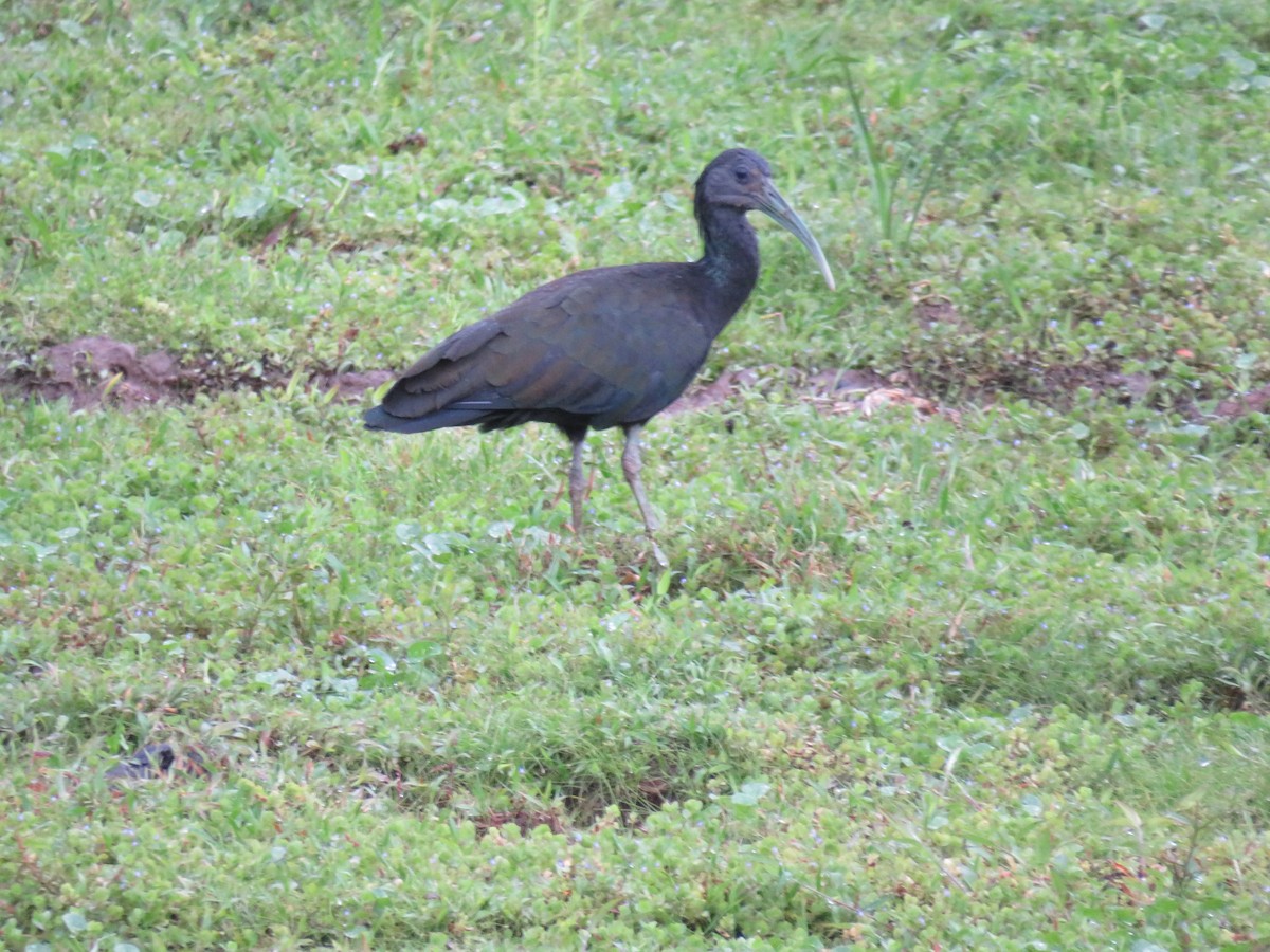 Green Ibis - ML644991489