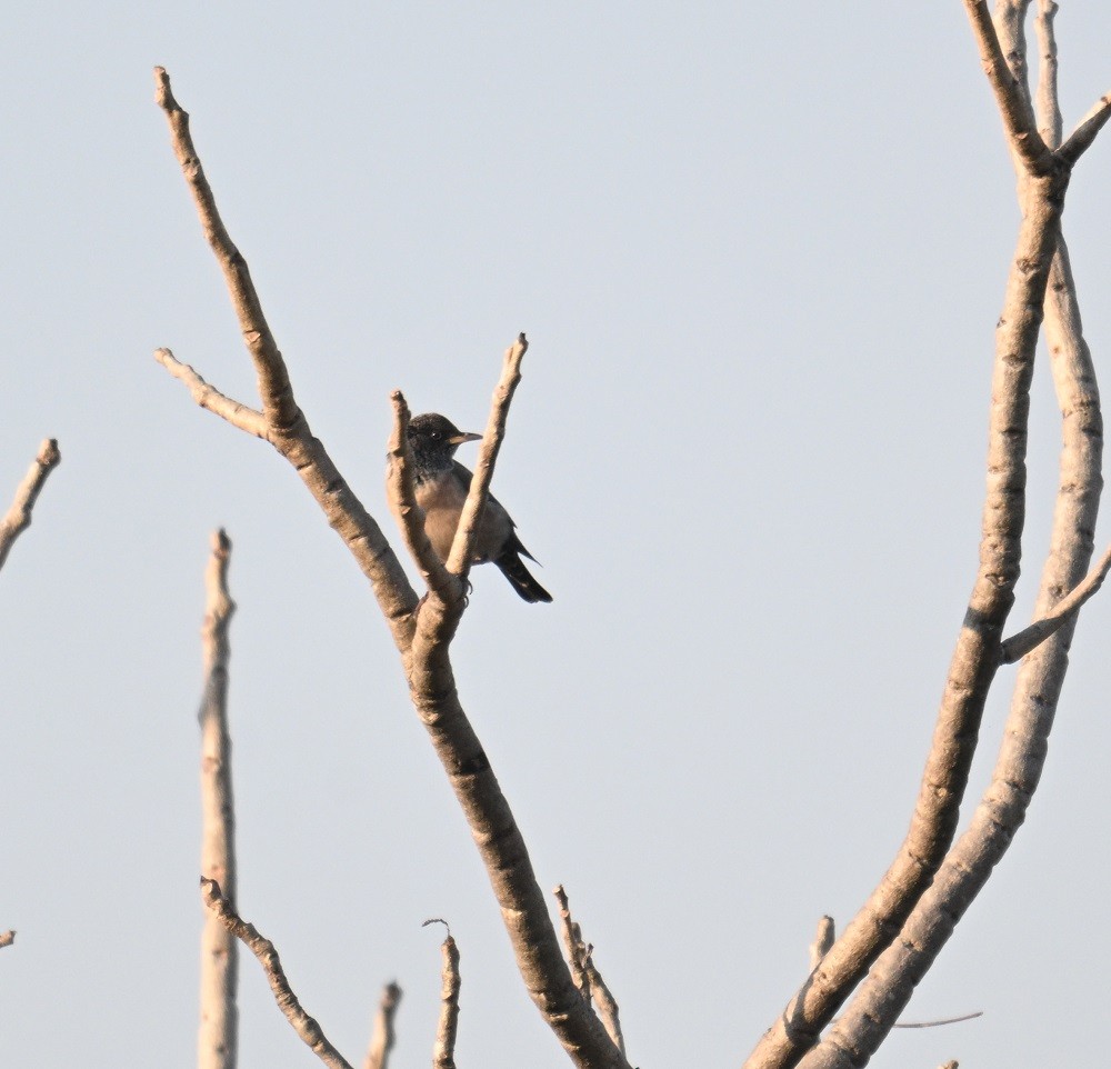 Rosy Starling - ML644991501