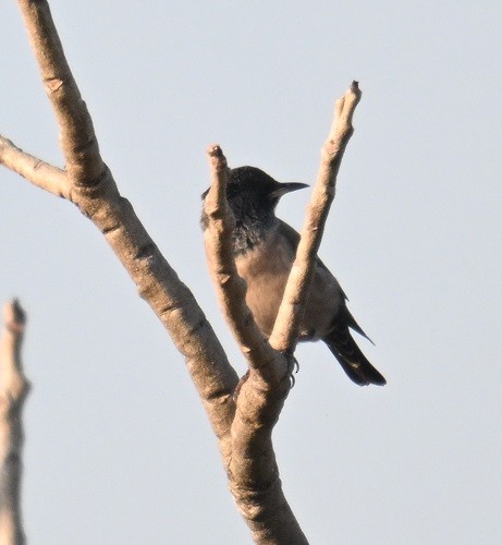 Rosy Starling - ML644991502