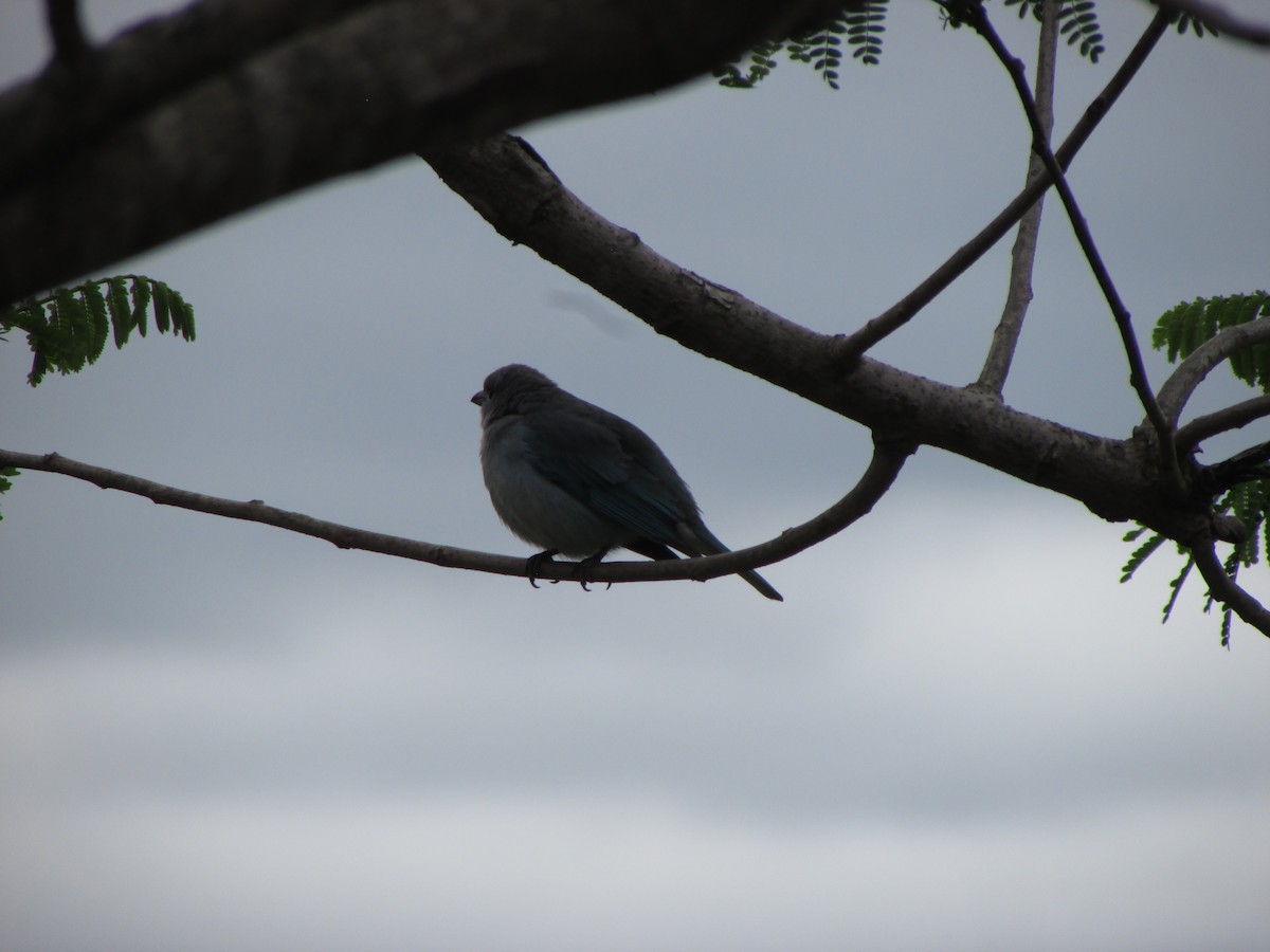 Sayaca Tanager - ML644991505