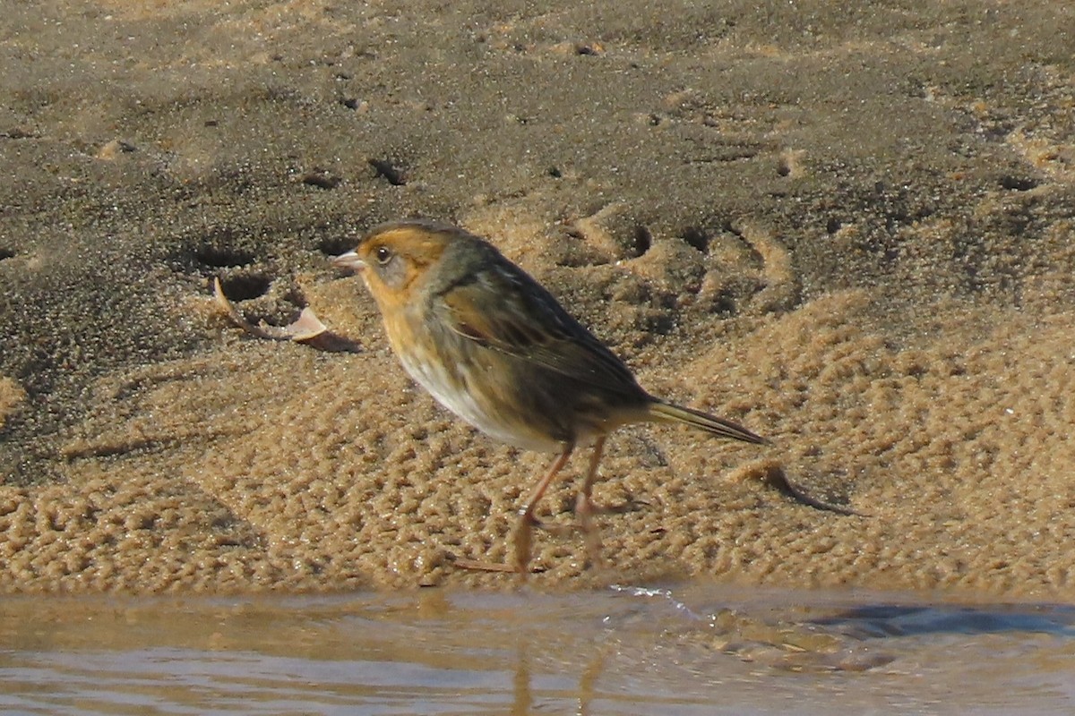 Chingolo de Nelson - ML644991519