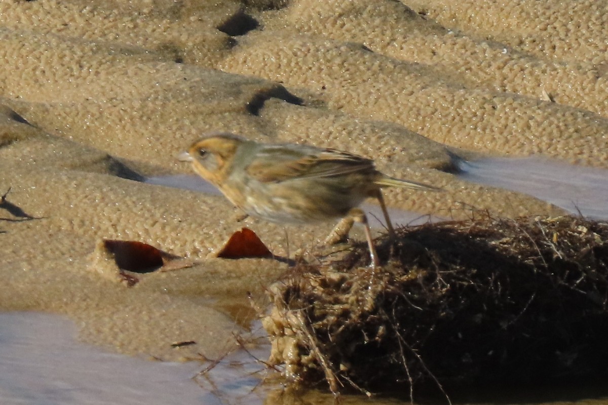 Chingolo de Nelson - ML644991534