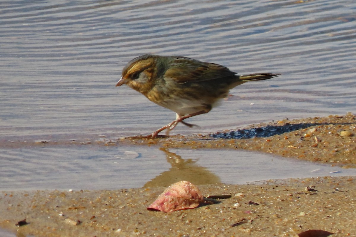 Chingolo de Nelson - ML644991540