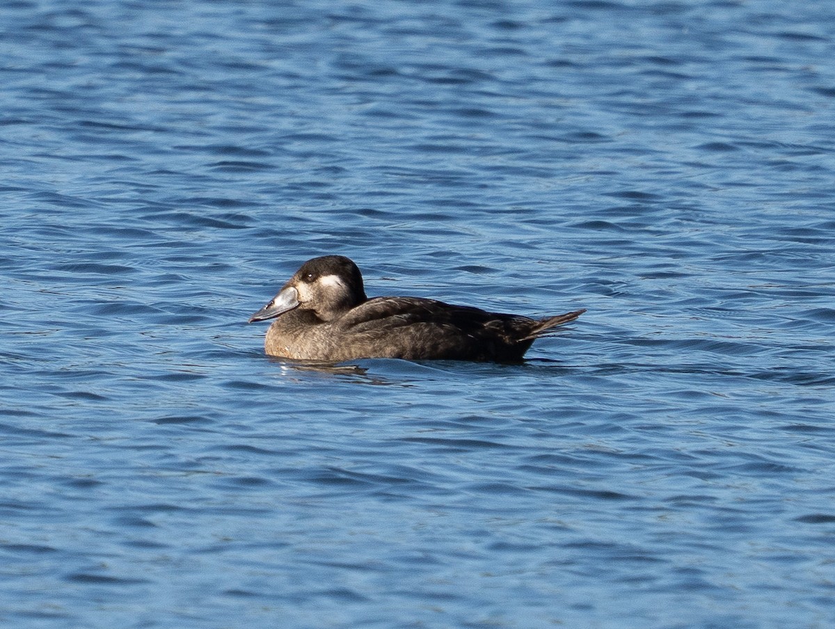 Surf Scoter - ML644991550