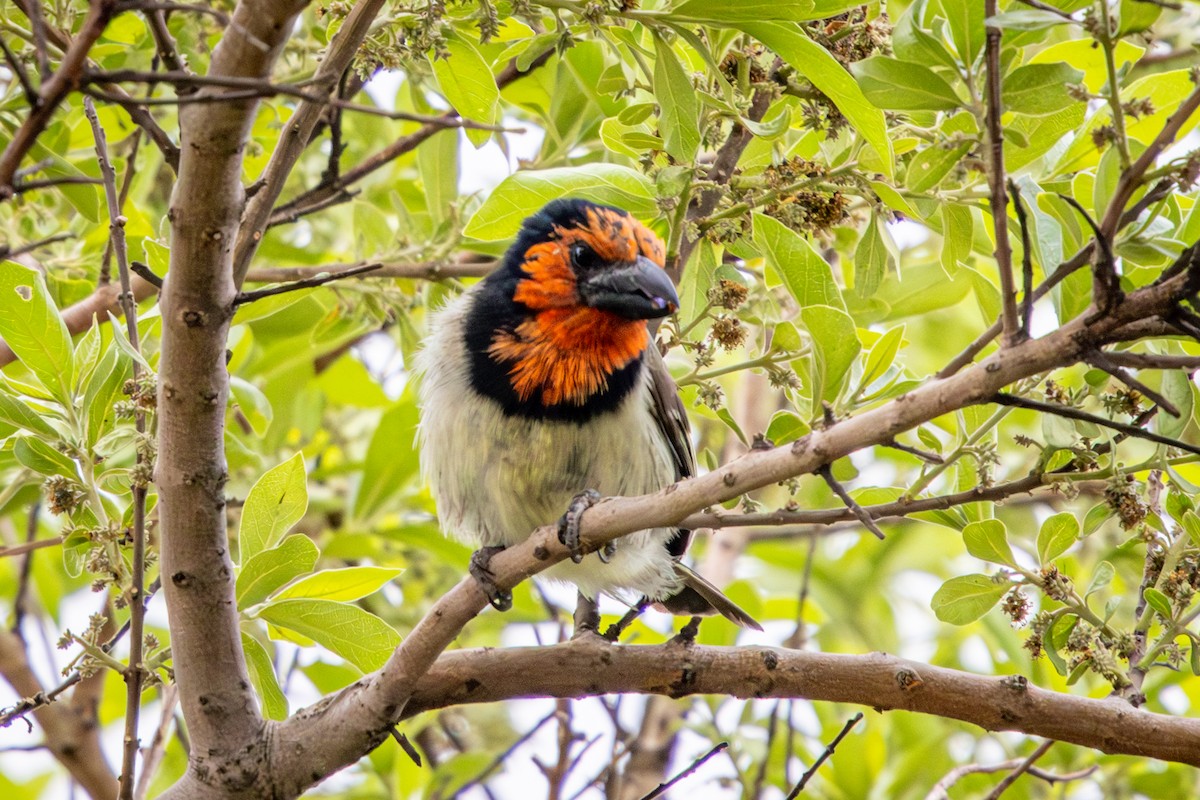 Лібія чорношия - ML644991556