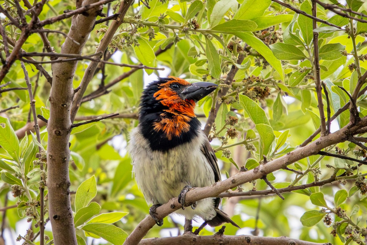 Лібія чорношия - ML644991558