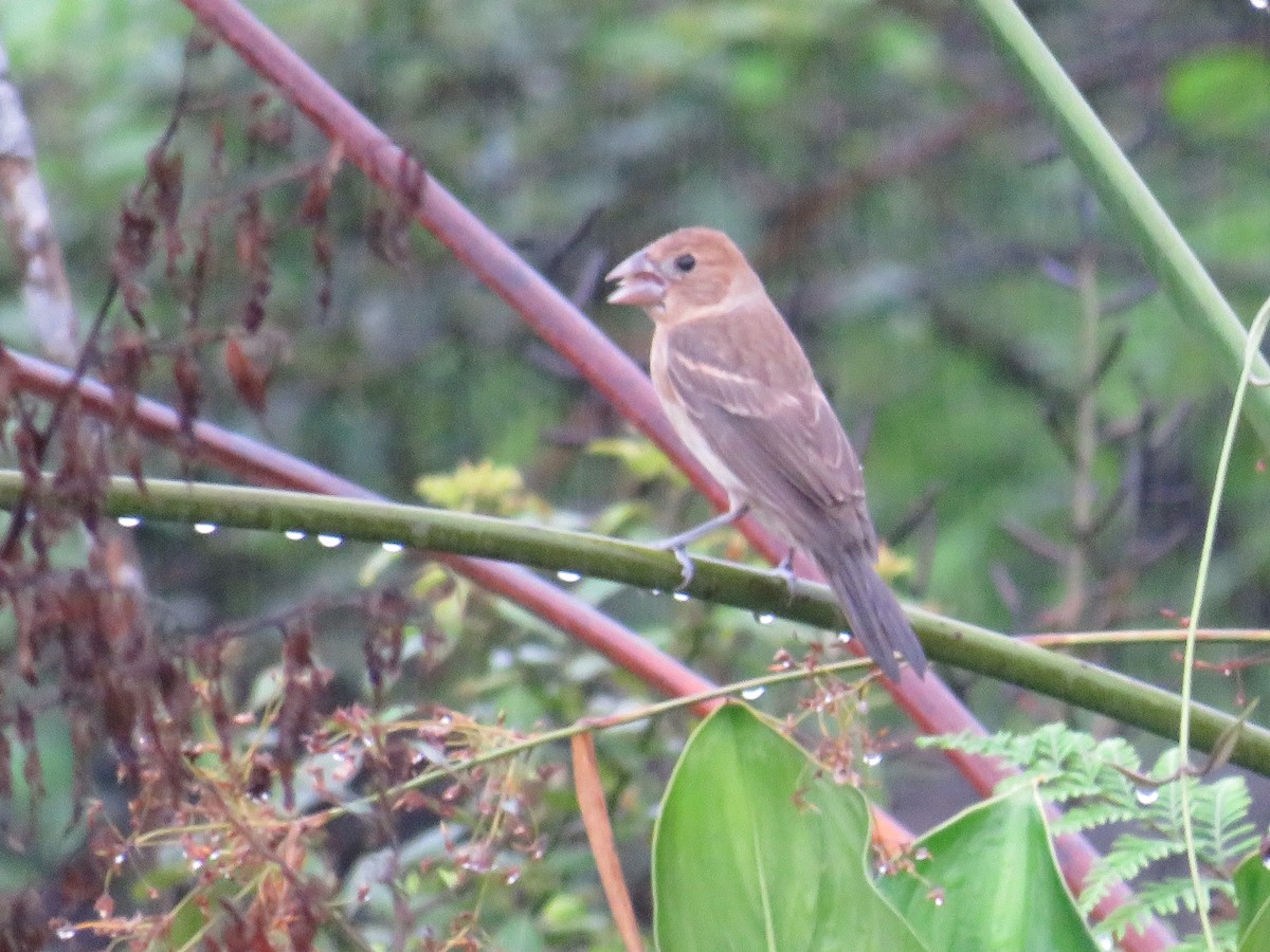 Blue Grosbeak - ML644991571