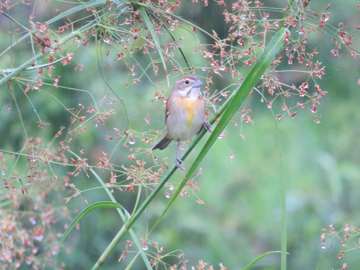 Dickcissel - ML644991577