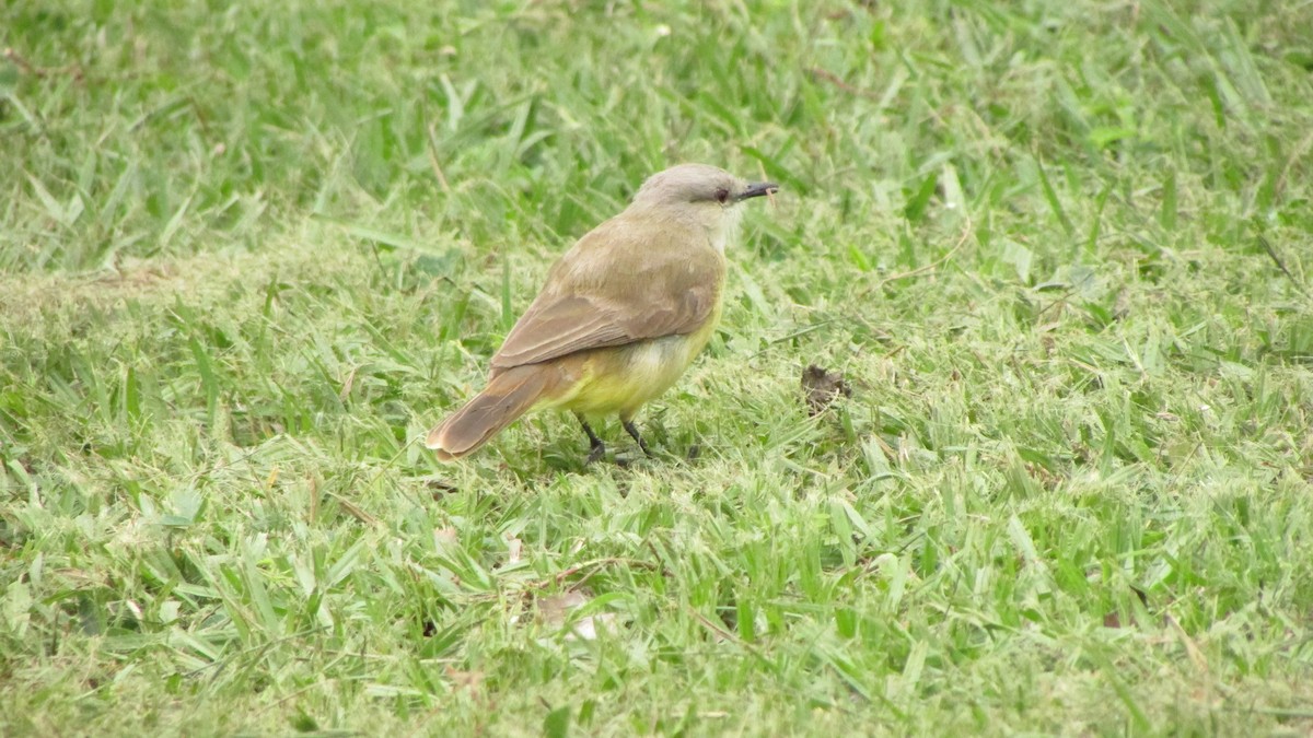 Cattle Tyrant - ML644991580