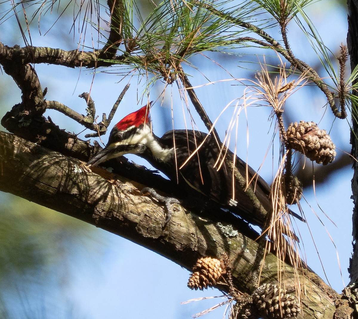 Pileated Woodpecker - ML644991606